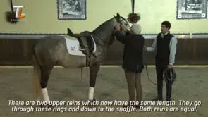 Collection of Mestre Luis Valença 50 years of classical riding (HD) - Image 11