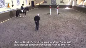 Collection of Mestre Luis Valença 50 years of classical riding (HD) - Image 13