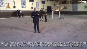 Collection of Mestre Luis Valença 50 years of classical riding (HD) - Image 16