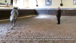 Collection of Mestre Luis Valença 50 years of classical riding (HD) - Image 20